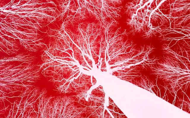 microcircolazione vascolare