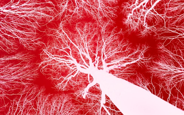 microcircolazione vascolare